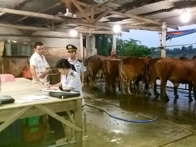Bắt hàng loạt cơ sở bơm nước vào bò trước khi giết mổ