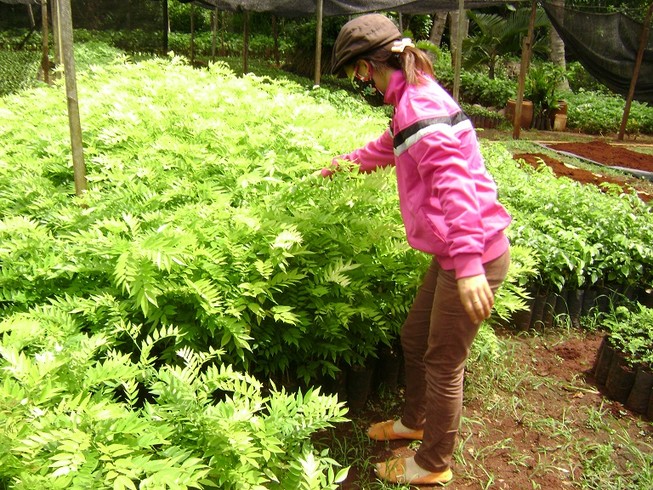 Lại 'chết đứng' vì đổ xô trồng cây sưa giống 'mắc hơn vàng'