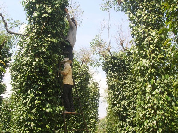 Khẩn cấp huy động hàng trăm chiến sĩ giúp dân hái tiêu