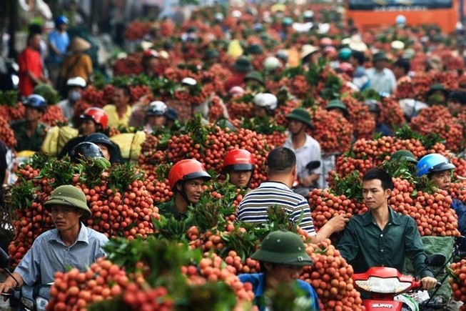 Trung Quốc chỉ mua trái cây Việt Nam… không có lá?
