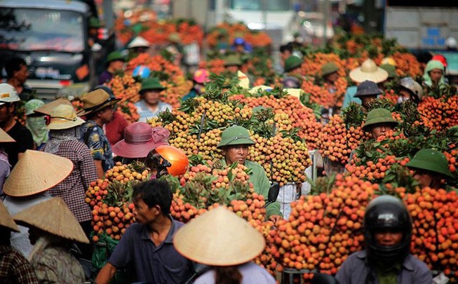Đề xuất xác nhận kỷ lục chợ vải thiều dài nhất Việt Nam
