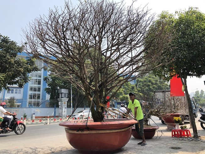Tết: Mai hơn 2 tỉ, hồng Sapa, chuột tài lộc… tràn về TP.HCM