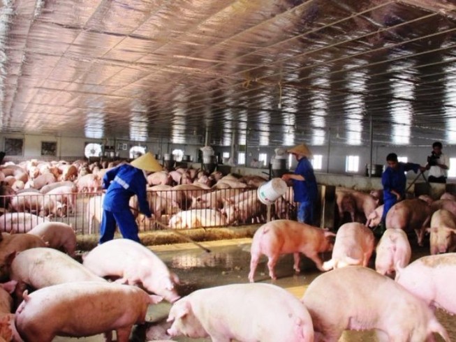 Không có cửa cho thịt heo bẩn vào TP HCM