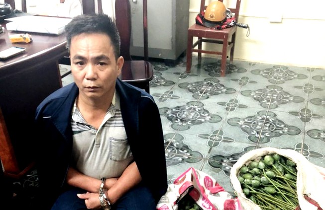 Bị bắt khi lùng mua 50 kg quả thuốc phiện