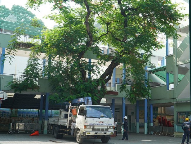 Công ty Cây xanh phản hồi việc chăm sóc cây ở trường Bạch Đằng