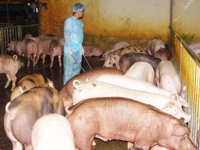 Bác thông tin 'tuồn' heo có chất cấm vào cơ sở giết mổ