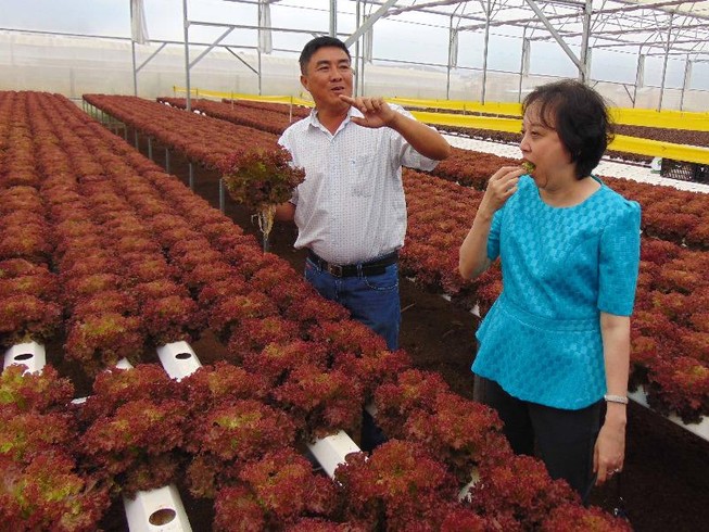 Đại biểu QH ăn rau tại vườn để minh chứng độ an toàn
