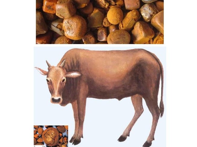 Thực hư sỏi mật trâu, bò trị bách bệnh?