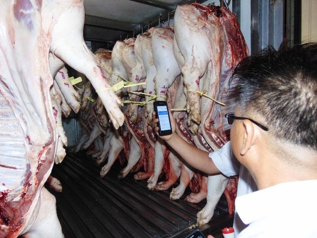 Ban QL An toàn thực phẩm xung phong đeo vòng cho heo