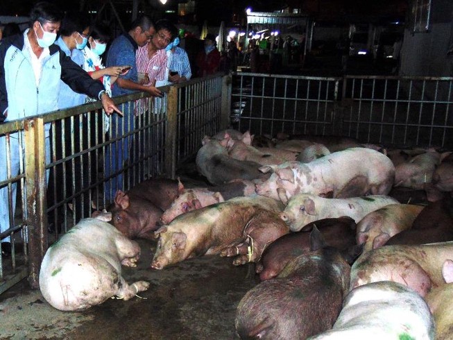 Dồn sức chăm đàn heo giống 'cụ kỵ, ông bà' trong 'mùa dịch tả'