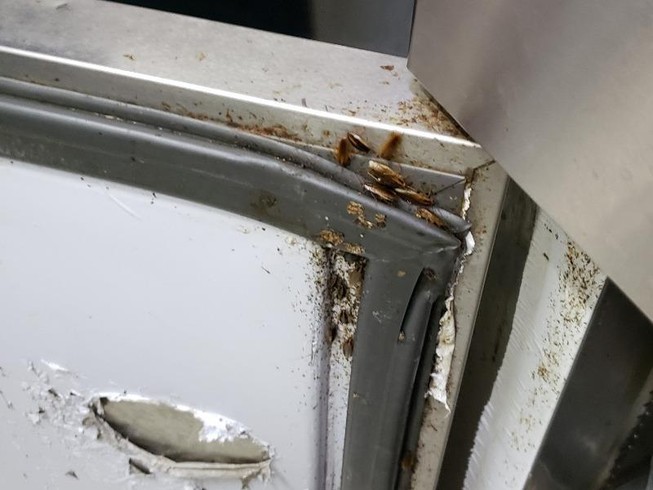 Gián làm tổ trong tủ bảo quản thức ăn