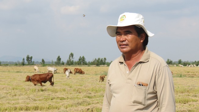 “Vua lúa” cũng bỏ cây lúa