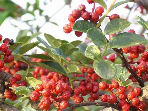Bài thuốc chữa sưng lợi, đau răng hiệu quả