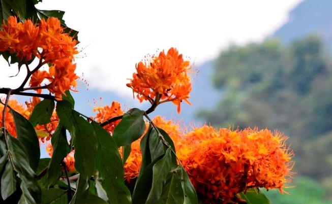 Ngắm hoa vàng anh, 'đặc sản' của rừng Cúc Phương
