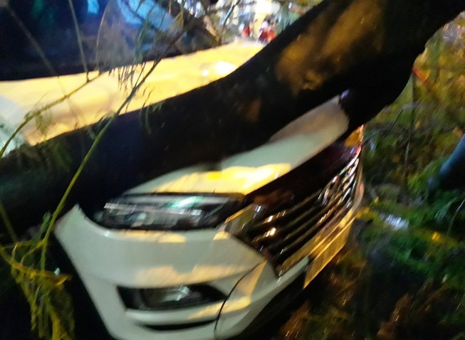 Cây phượng bật gốc đè trúng ô tô và xe máy ở Đà Nẵng