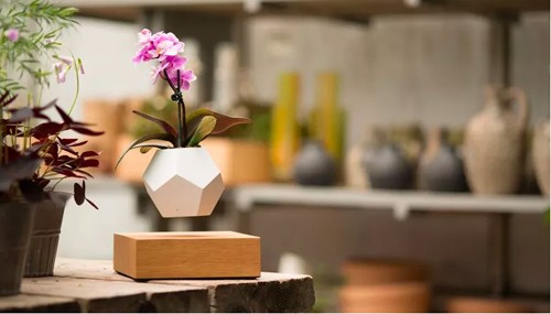 Gợi ý những chậu cây tuyệt đẹp cho ngôi nhà ngày tết