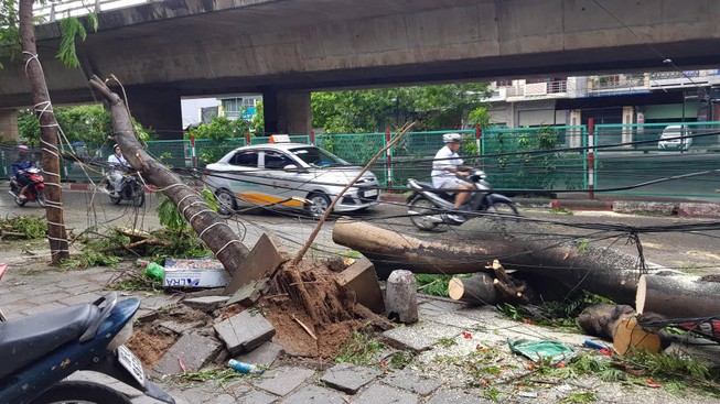 Bão số 2: Nhiều cây xanh gãy cành, bật gốc ở Hải Phòng