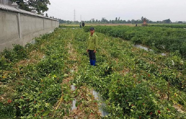 Hải Phòng: Ruộng ớt 1 nông dân chống tiêu cực bị phá tanh bành