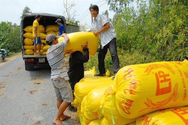 Đã giải ngân gần 11.000 tỉ đồng để thu mua lúa gạo