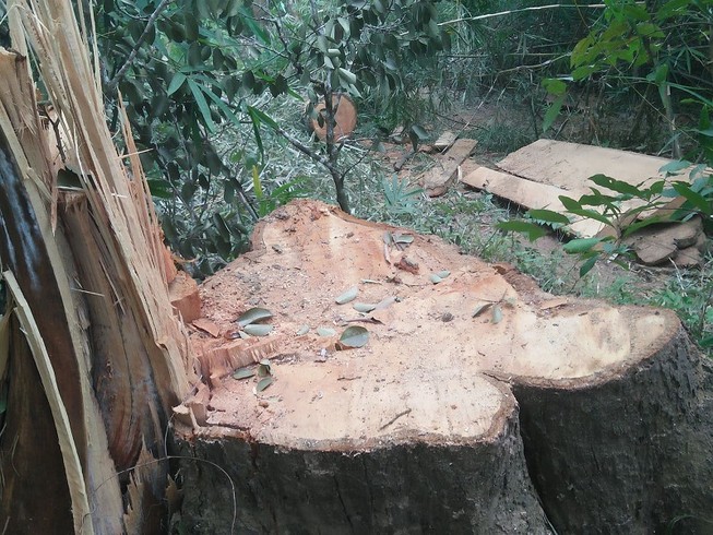 Lâm tặc vây chém kiểm lâm bị thương