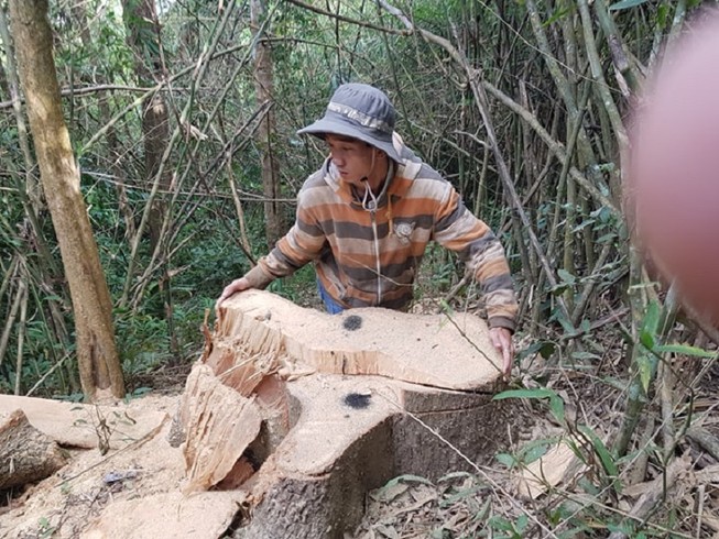 Sở Nông nghiệp nêu trách nhiệm vụ phá rừng đặc dụng Nam Kar