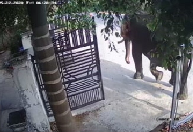 1 nài bị voi quật chết