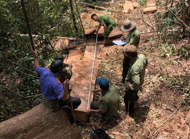 11 người phá rừng tại Đắk Nông khai do gia đình khó khăn