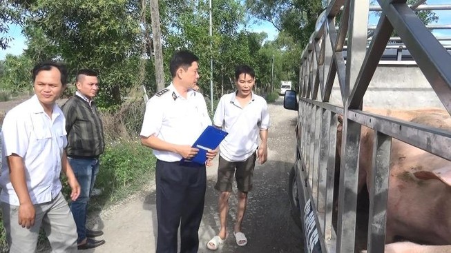 Bình Dương: Tiêu hủy 1,5 tấn heo có chất cấm Salbutamol