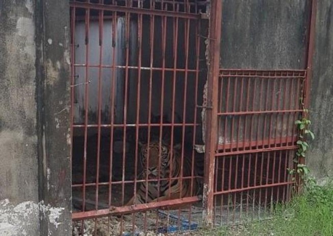 Hổ từng tấn công người ở cả 3 cơ sở nuôi nhốt tại Bình Dương