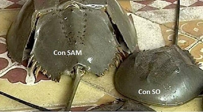 Cả nhà nhập viện, 1 bé gái tử vong nghi do ăn con sam