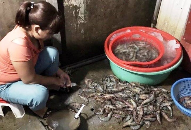 Phát hiện tôm sú bơm tạp chất tại chợ hải sản Đà Nẵng