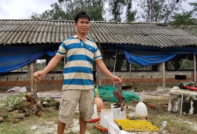 50.000 con gà chết trắng chuồng sau lũ