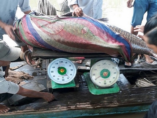 Bắt được cá hô vàng 125 kg ở sông Tiền