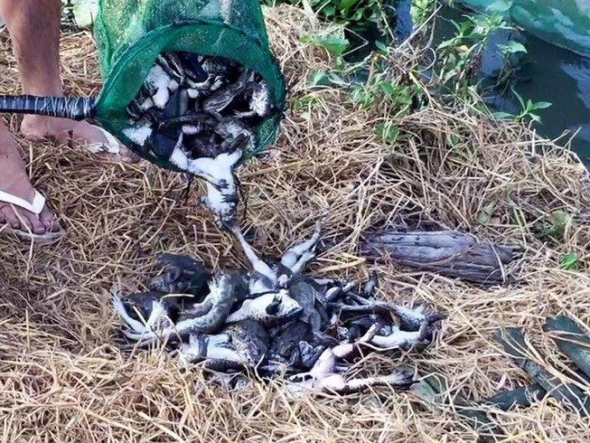 Vẫn chưa hỗ trợ thiệt hại thủy sản chết do ô nhiễm nguồn nước