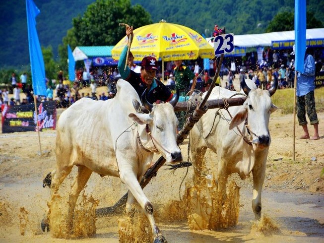 Những màn tranh tài đầy kịch tính ở Hội đua bò Bảy Núi