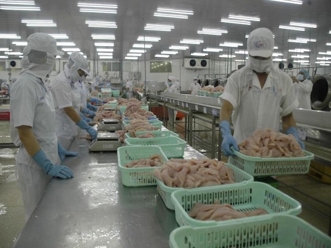 Chế biến cá tra thương phẩm