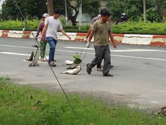 Báo cáo nhanh nguyên nhân cá chết tại Vũng Tàu