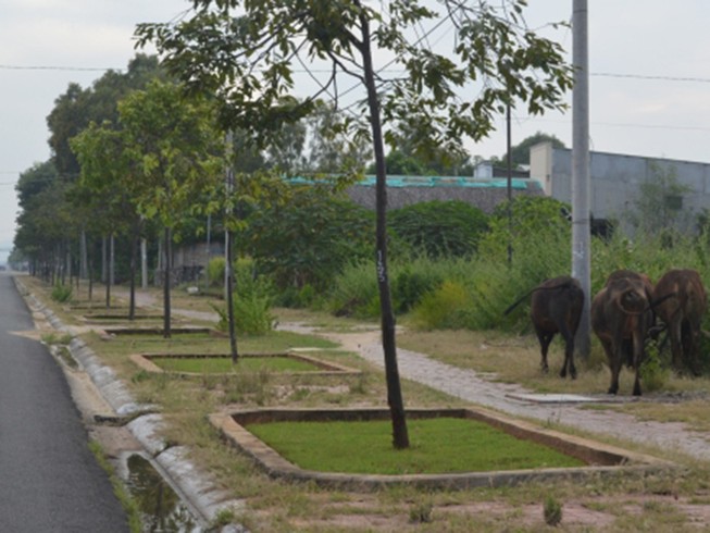 Vũng Tàu “siết” quản lý trâu, bò thả rông trên đường