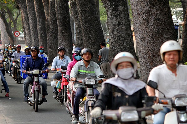 Ngắm hàng cây cổ thụ Sài Gòn trước giờ bị đốn hạ