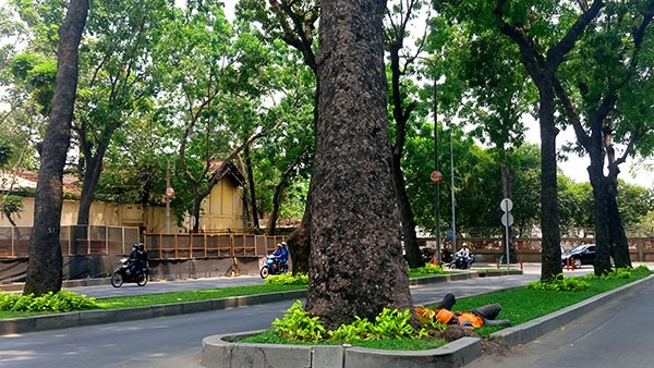 Bắt đầu bứng, dưỡng 14 cây sọ khỉ trên đường Tôn Đức Thắng