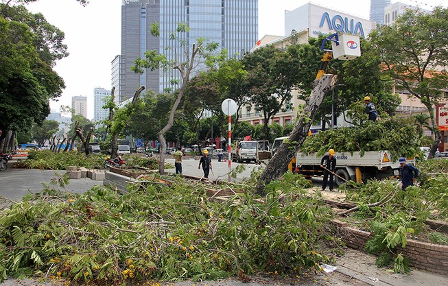 Bắt đầu đốn hạ hàng cây xanh trên đường Lê Lợi