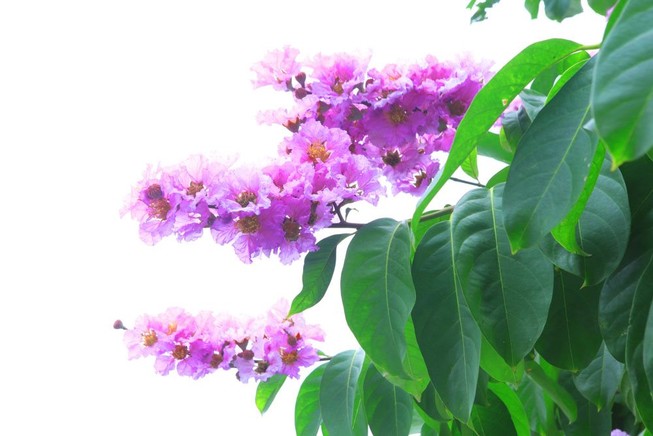 Lá bằng lăng giúp kiểm soát lượng đường và chống béo phì