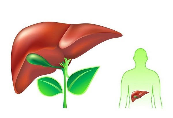 Những thực phẩm dễ tìm giúp mát gan, giải độc hiệu quả