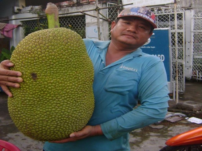 Trái mít khủng dài 0,7 m, nặng gần 25 kg