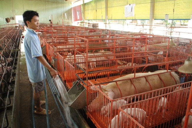 15.000 đồng/kg thịt heo: Sự thật buồn của nông dân