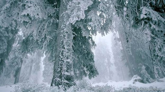 5 bí mật thú vị về cây thông Noel