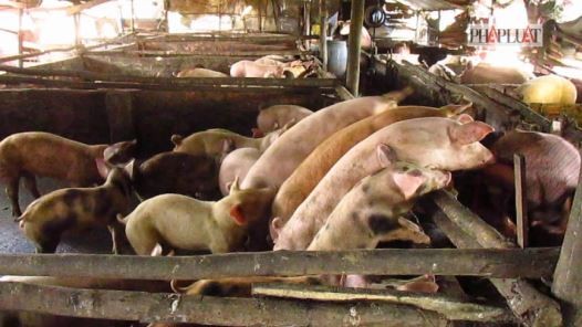 Sẽ di dời trại heo gây ô nhiễm ở huyện Bình Chánh