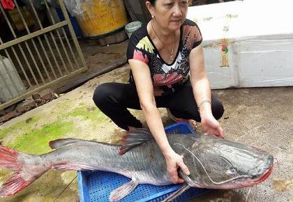 Cá lăng 'khủng' to bằng người lớn trên sông Sêrêpốk dính câu