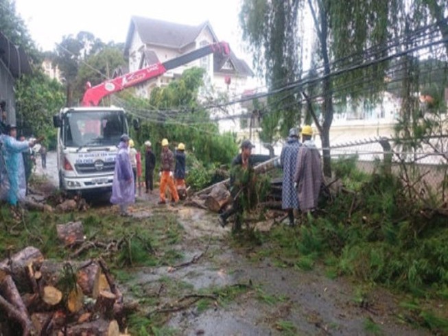 Nhiều cổ thụ ở Đà Lạt gãy đổ, 3 người bị thương