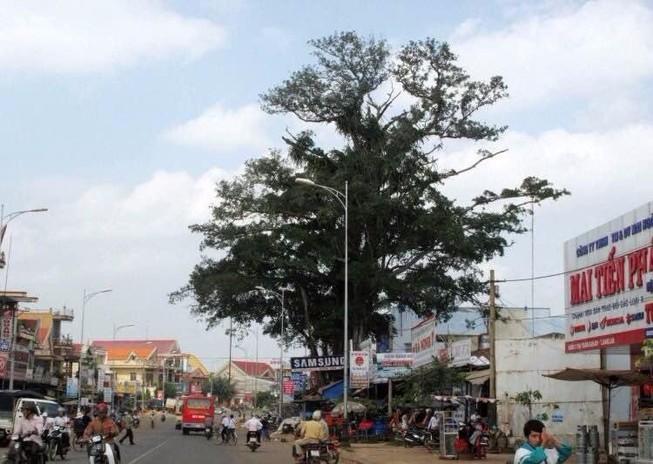 Cây cổ thụ bật gốc đè sập 2 cửa hàng điện máy